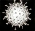 7111-virus.jpg