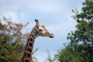 girafe_jeff_b_fotolia.jpg