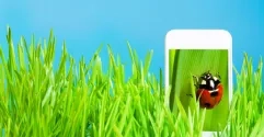 grass_smartphone_serrnovik_fotolia.jpg