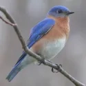 eastern_bluebird-27527-2-thumb-650x650-7090-thumb-500x500-7091.jpg